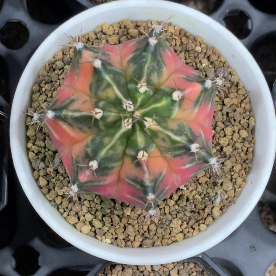 当前无花朵，栽培后可花朵7棱橘黄臀锦