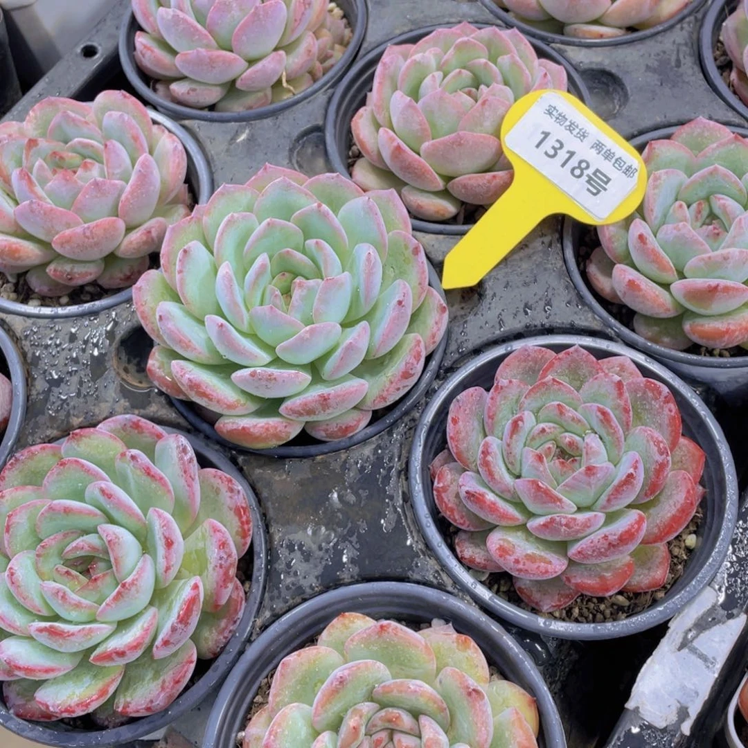 1318号 大单头草莓杏仁一个