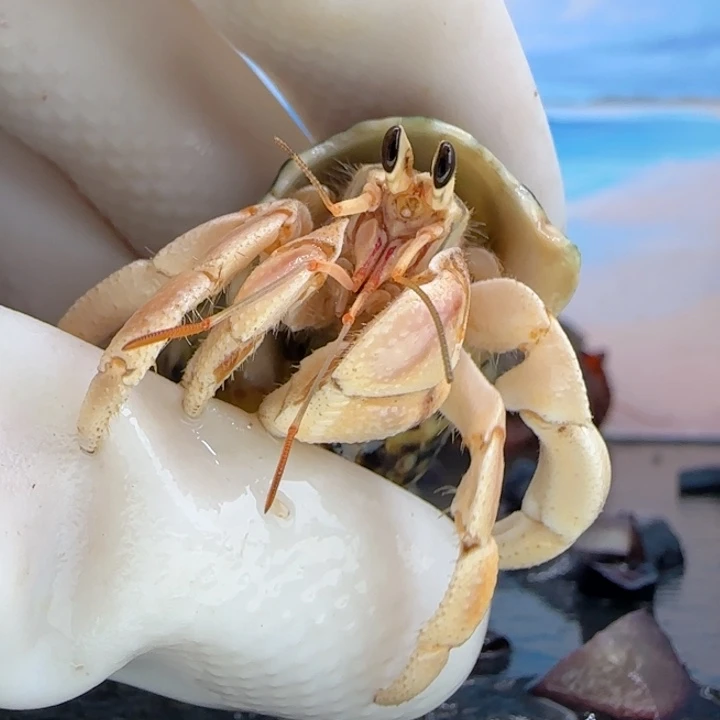 A21奶黄微粉 灰白1.7cm口径