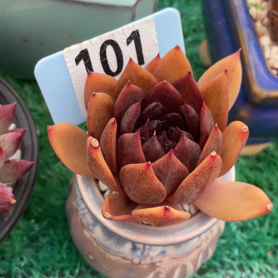 多肉植物盆栽多肉植物