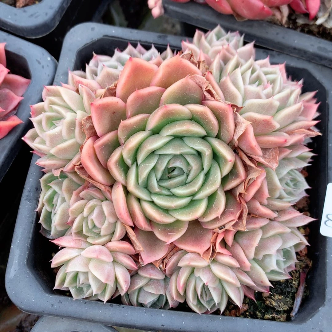 8289杂交多肉植物基地