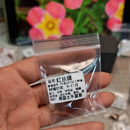 梦***~酢浆草早花纤细红丝绸