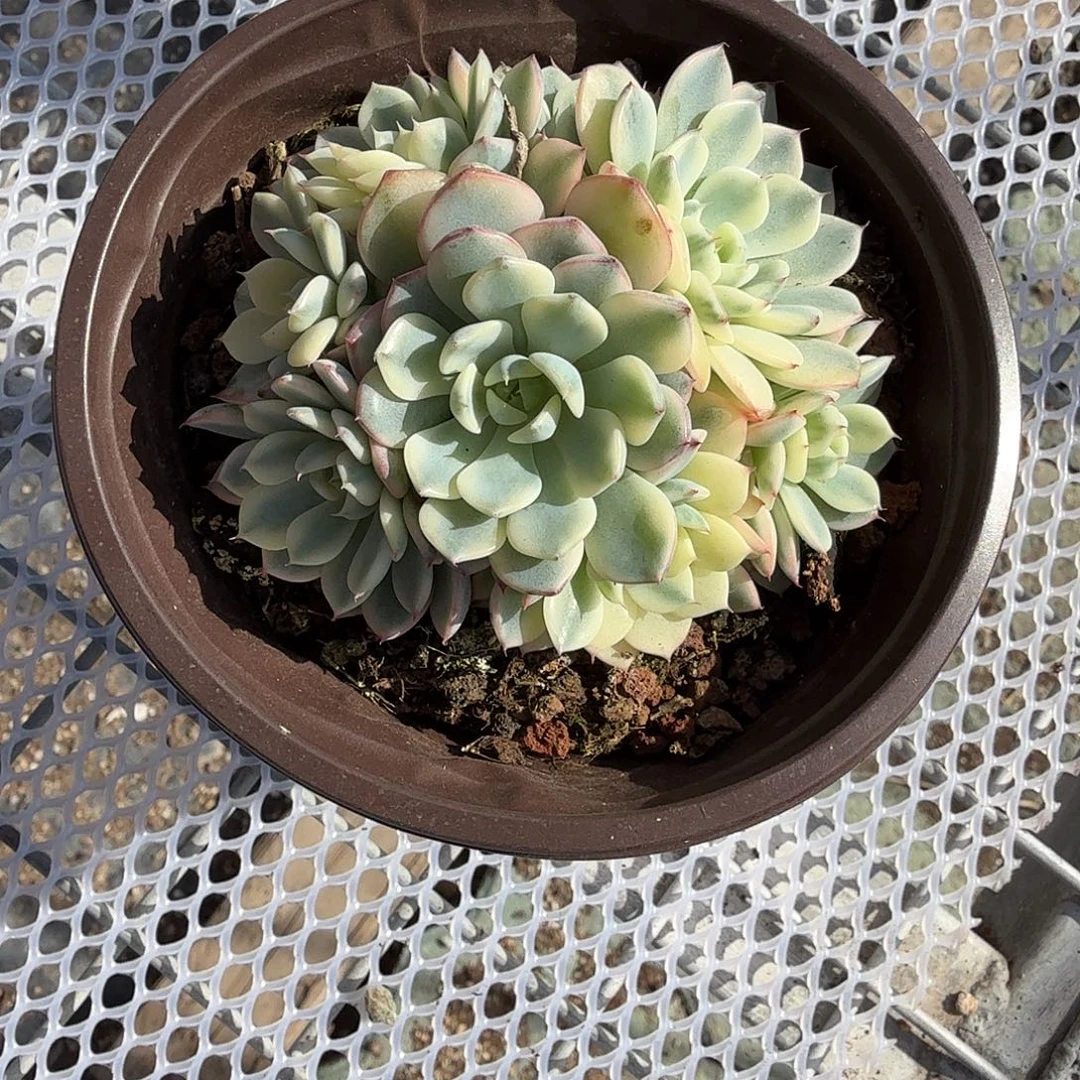姬莲锦群生多肉植物