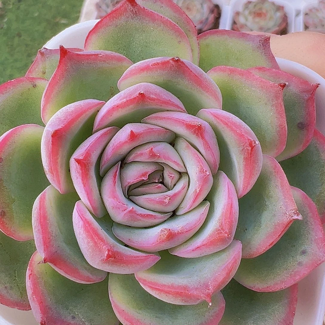 大侧影19包邮多肉植物