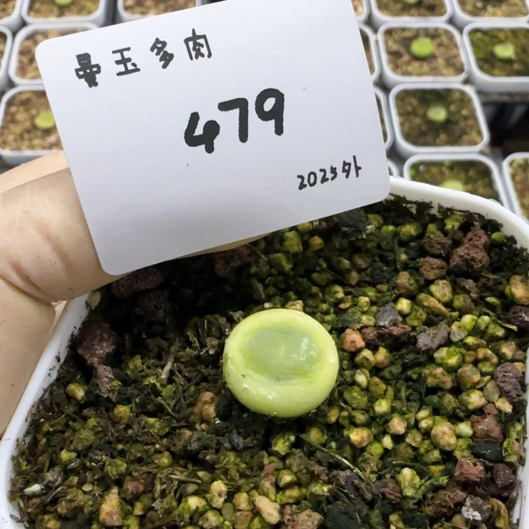 W****?多肉多肉多肉2025-479