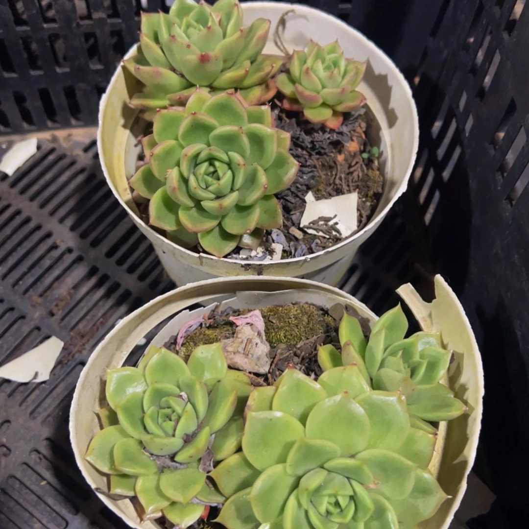 玉杯东云小盆三头起两盆