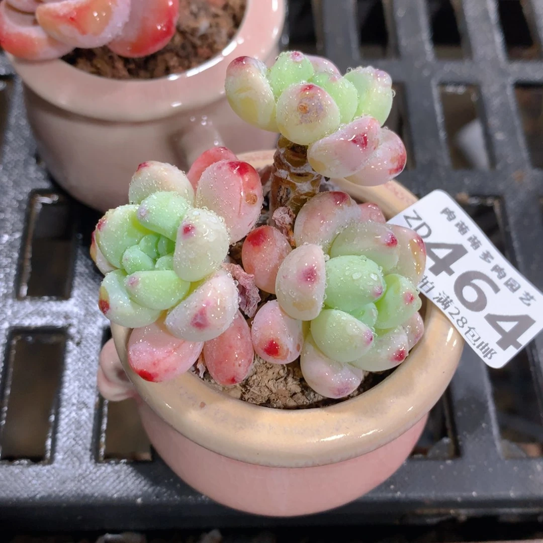 肉萌萌拇指盆精控多肉ZD464