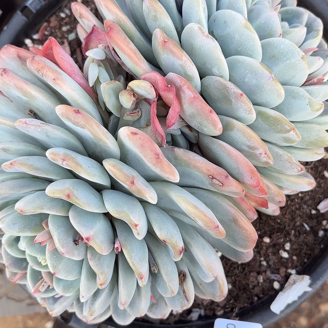 同温层多肉58冰玉