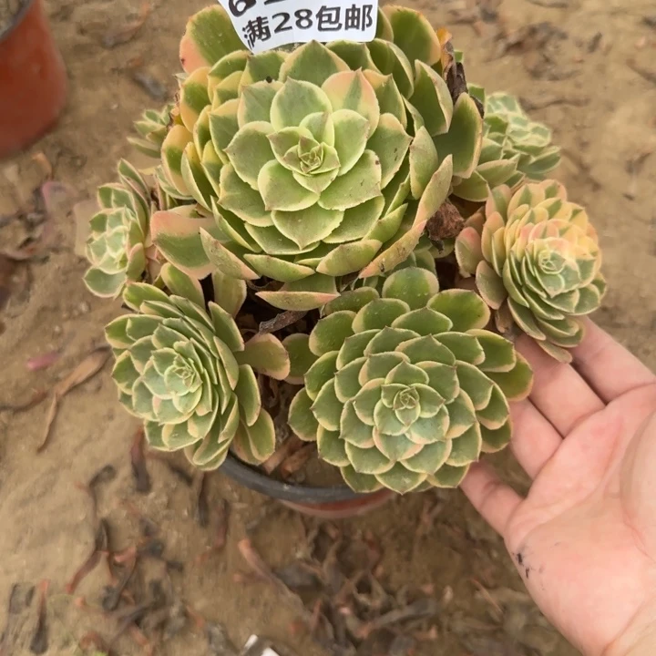 6298二号棚粉花妖O