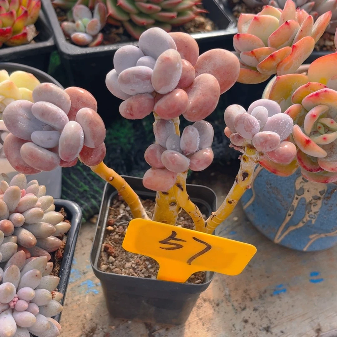 葡*萄57fghjjjjkkkk