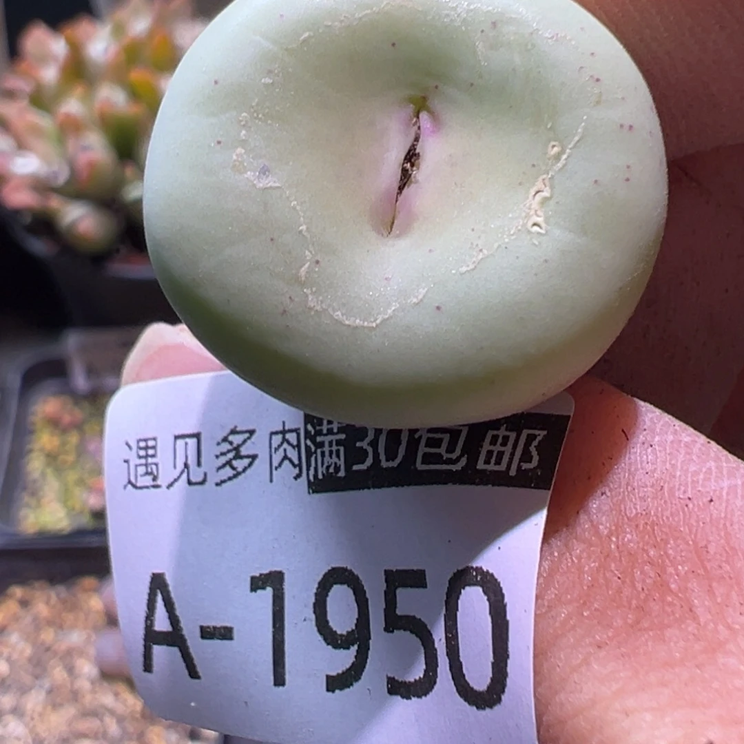 多肉植物1111111111111111