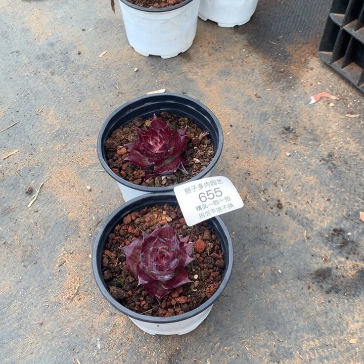 @****n655惊鸿一加一。尺寸5。多肉植物