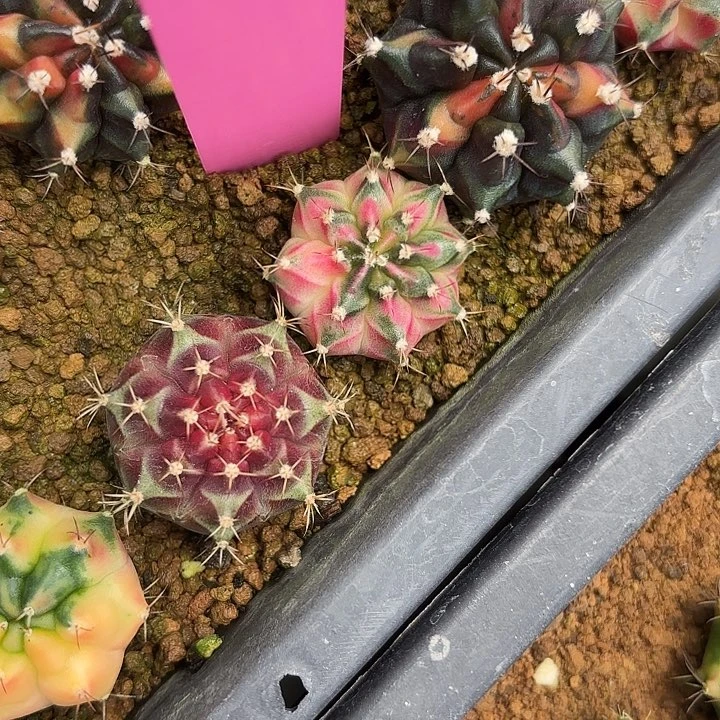 23-0511泰国发货多肉