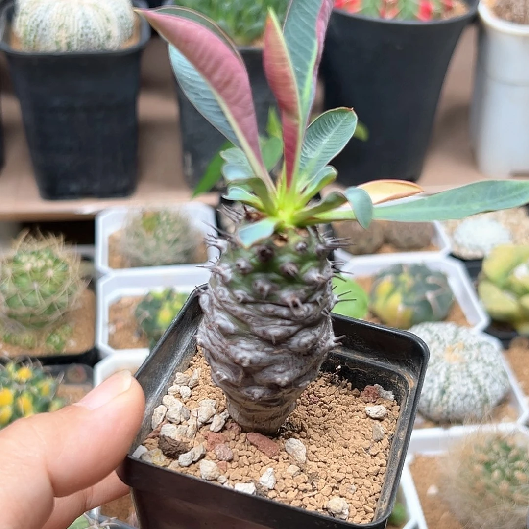 无花朵红背瓶干麒麟母本