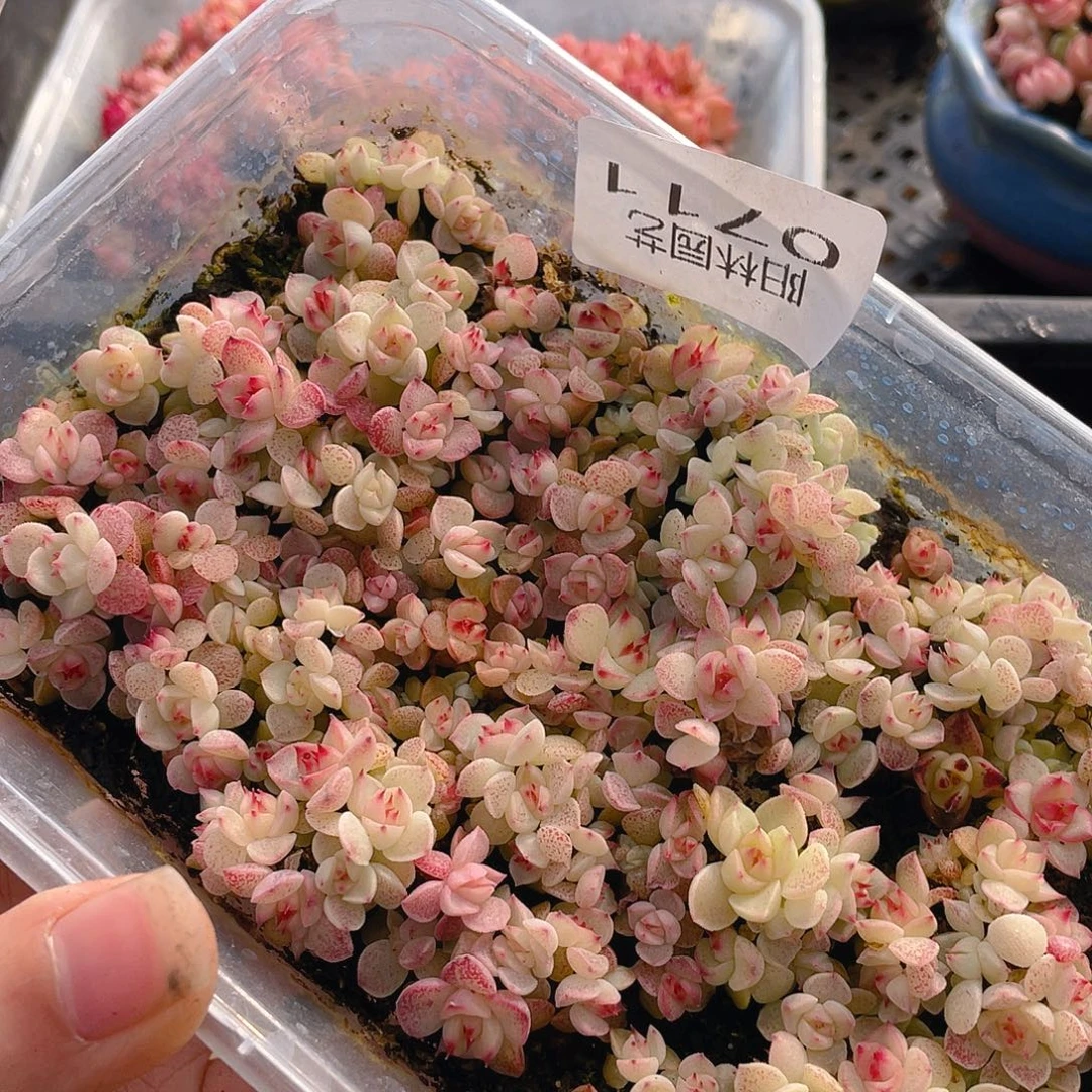 多肉植物多肉植物711