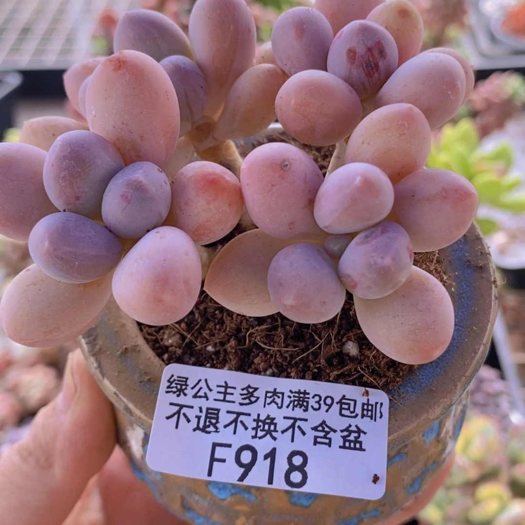 香水手指奶老桩8cm918多肉植物