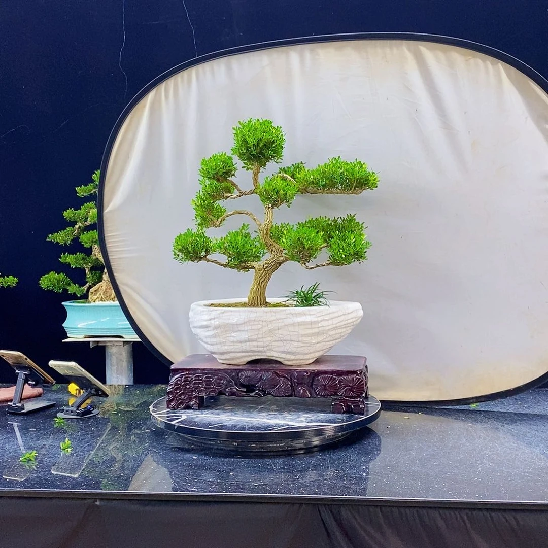 无花朵黄杨盆景造型