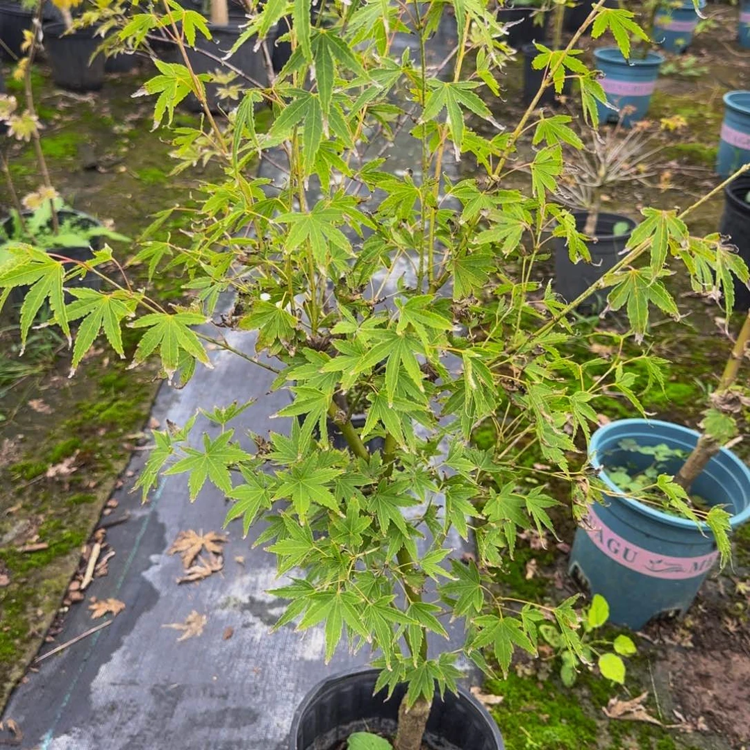 无花朵各种各样的品种枫叶