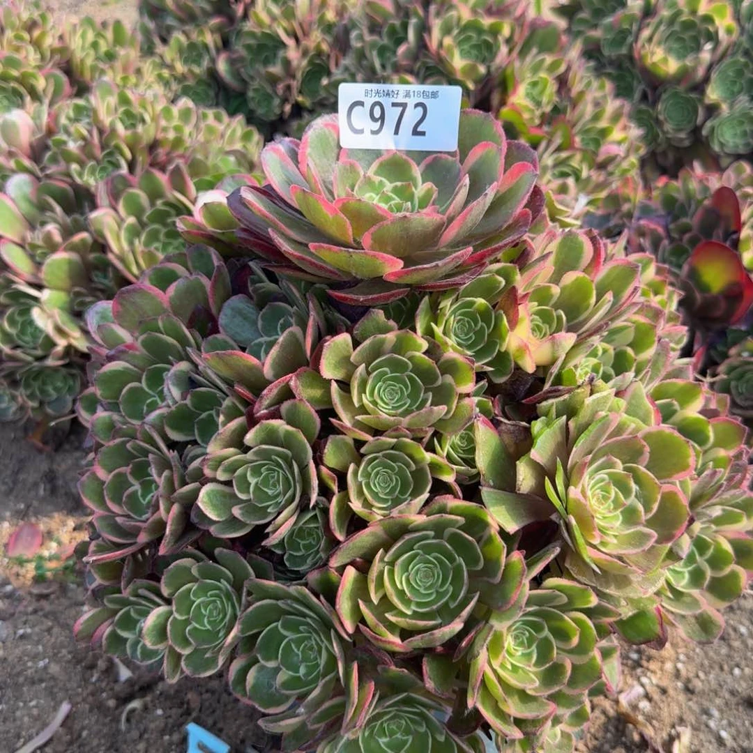 972粉花妖。多肉植物