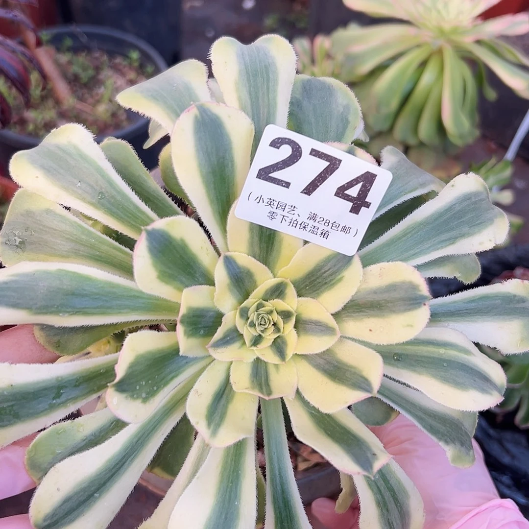 保时捷274多肉植物