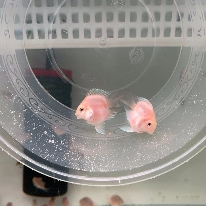 鹦鹉鱼胭脂粉包基因