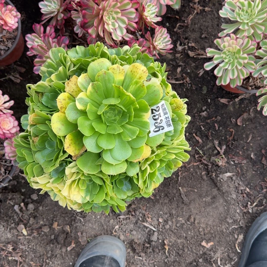 法师五彩琉璃2536 19-37