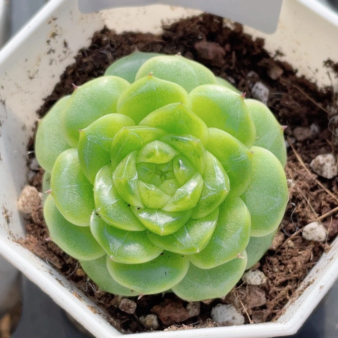 529号糖心冰心珍妮 爱彼