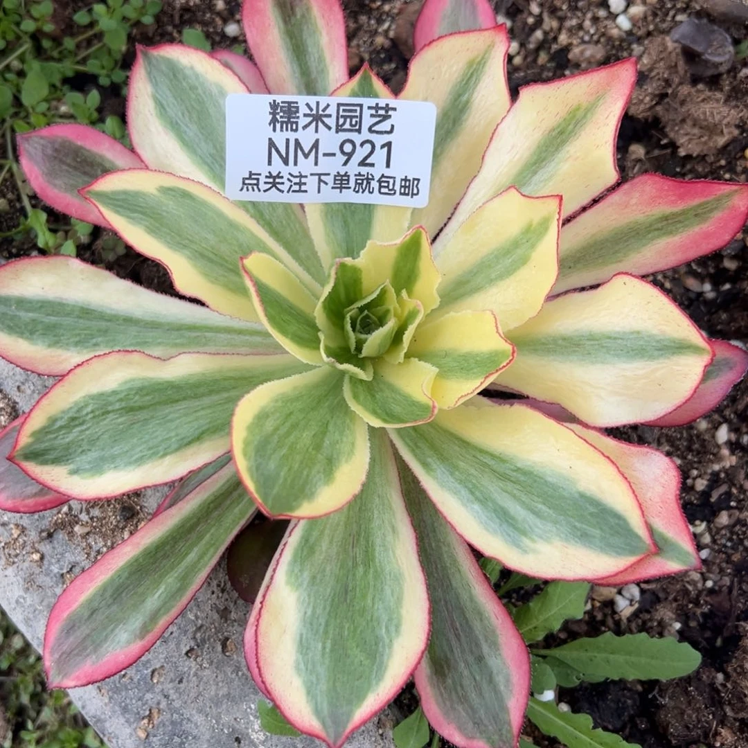 魅影多肉植物921