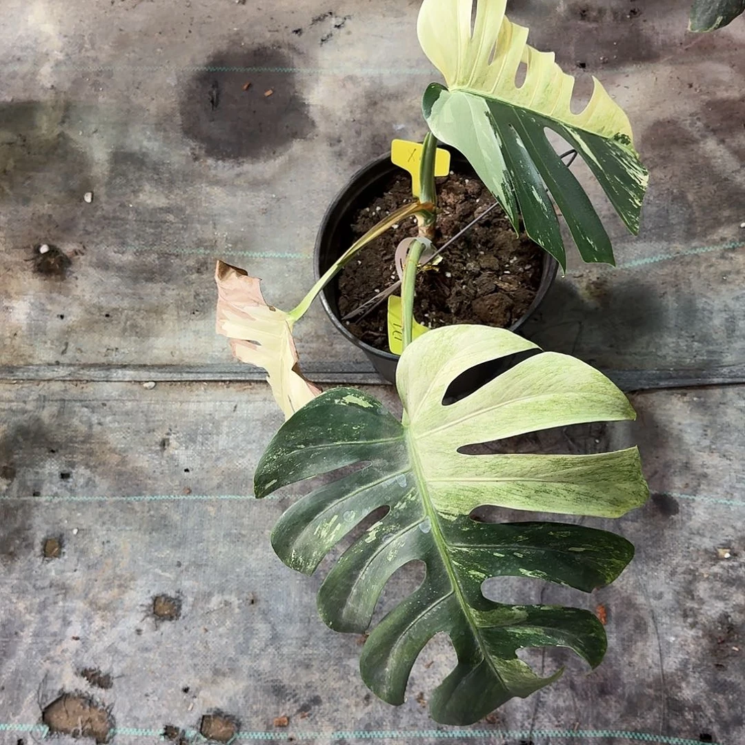 还***字不开花植物泰国薄荷X4