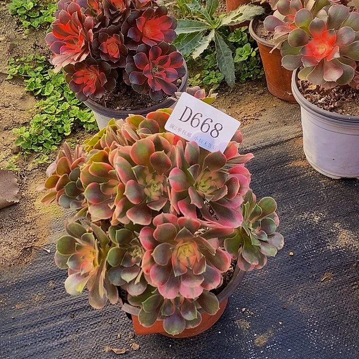 668香妃多肉母本处理无售后