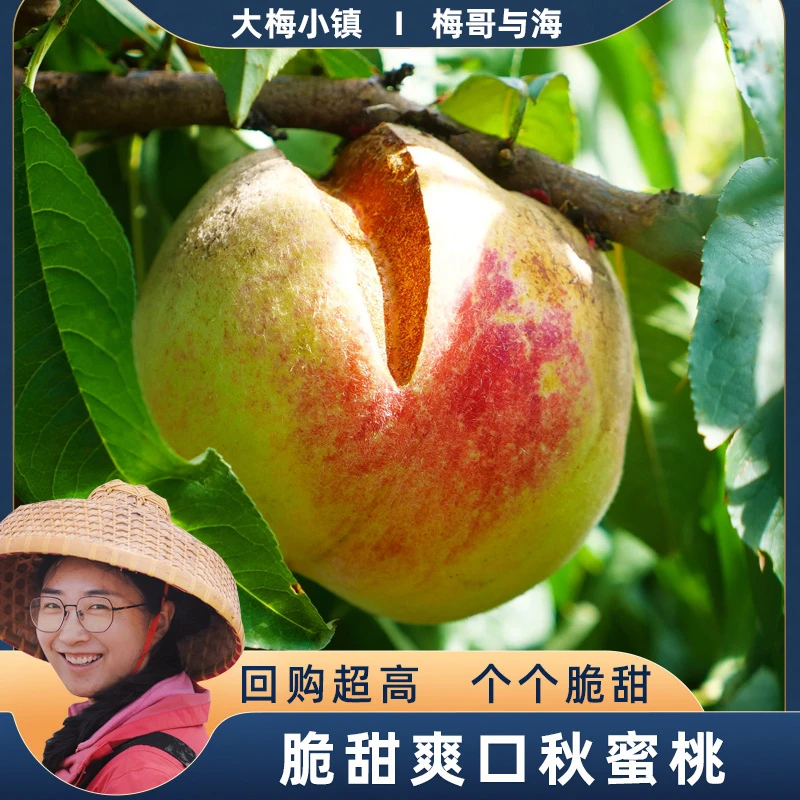 梅哥与海 脆甜爽口果园直发秋桃 秋蜜桃 5斤/箱8-12个