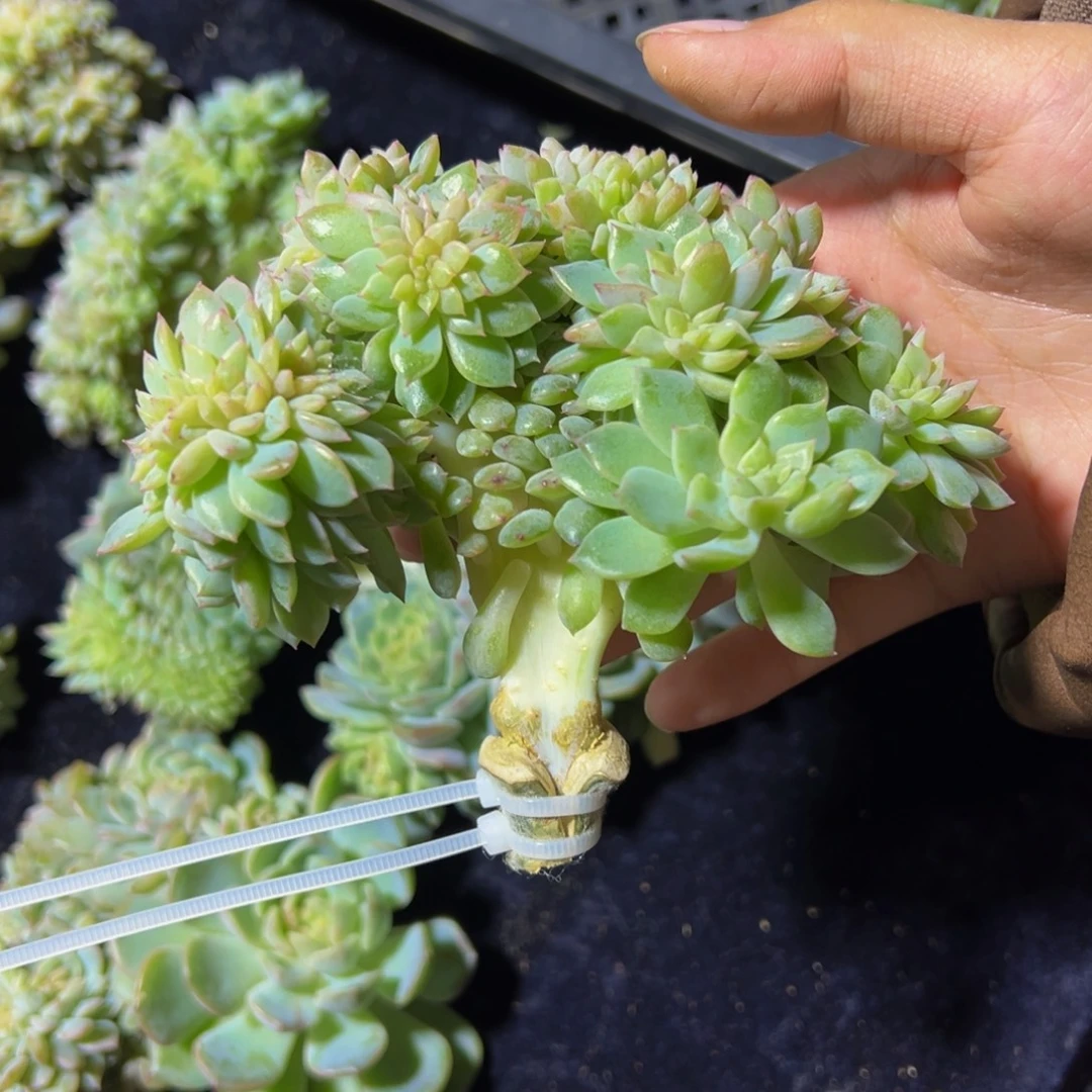 旺***6纸鸢系列天天开心