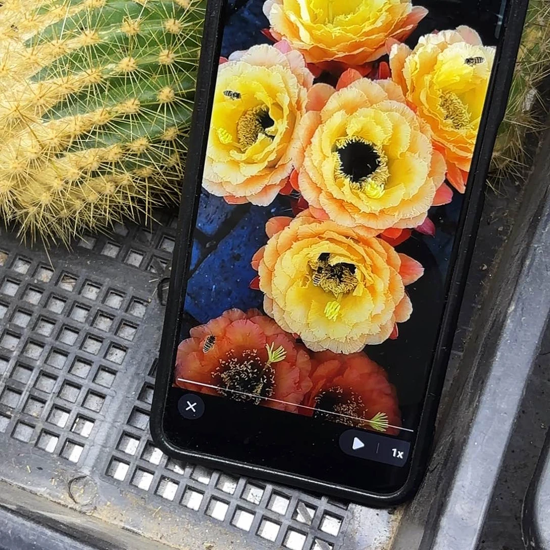 初春毛侧牙20包邮瑕疵斑12