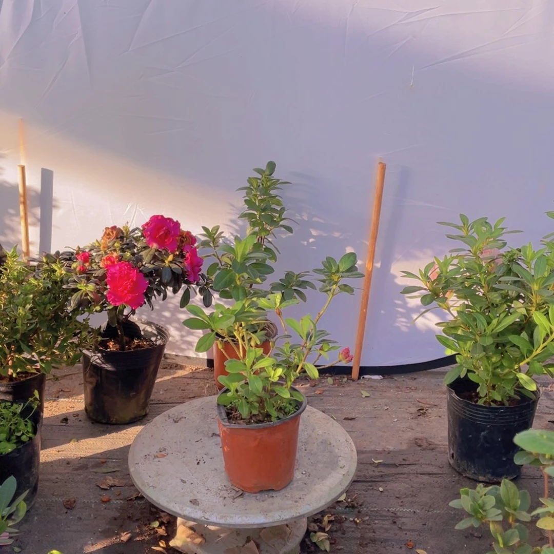 完全开放粉双樱杜鹃花