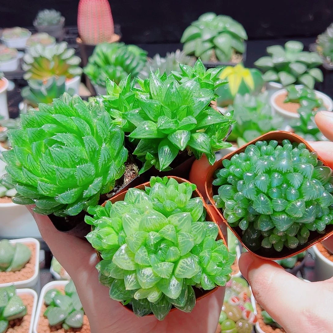 樱水晶水晶寿姬玉露群雪花玉露原盆土