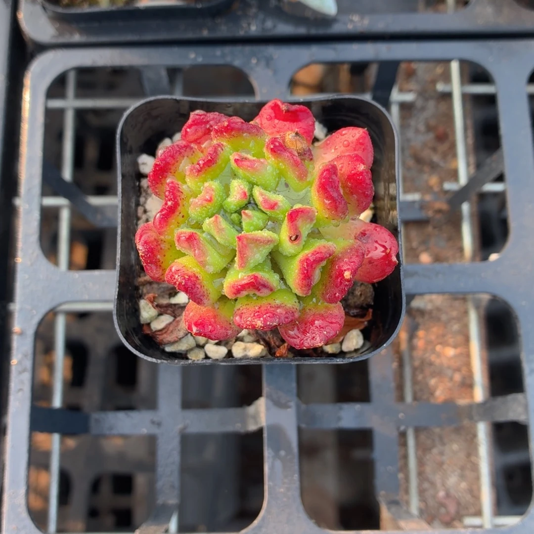 史***！红灯笼多肉9.9包邮发货
