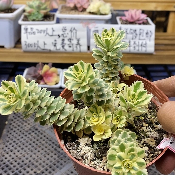0798 亚特兰蒂斯
