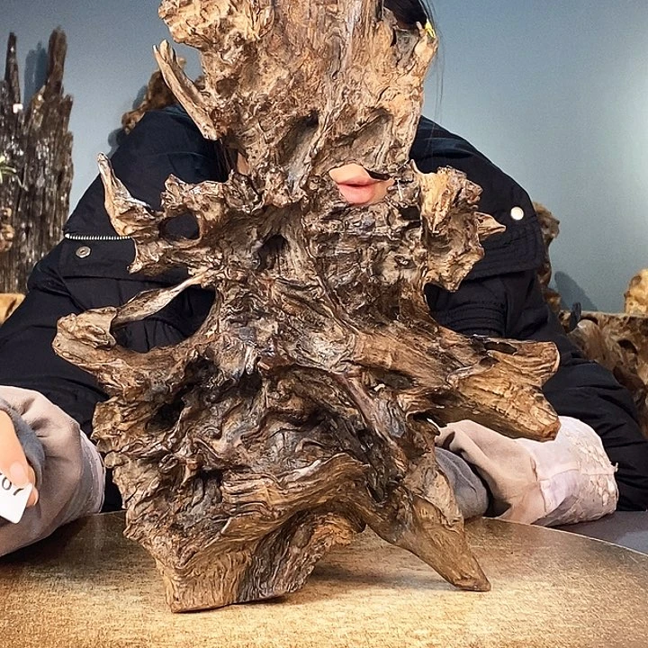 茶盏春707株木的随行的根艺