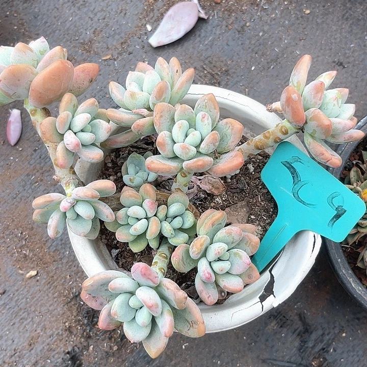 晨语多肉，一物你拍洛神509