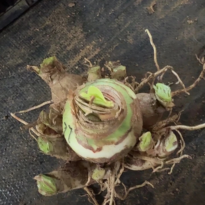 2023杂交盲盒77号有花剑 坨坨不知花色 开花无售后