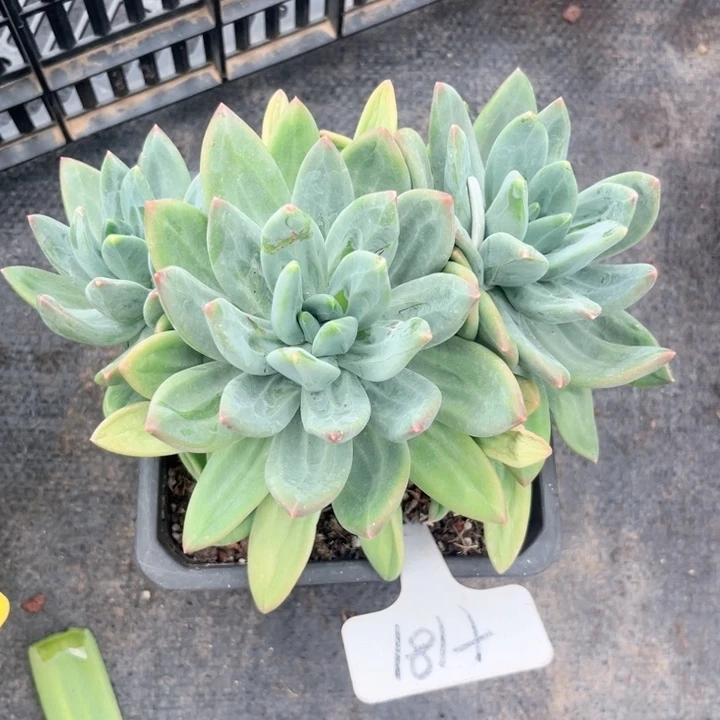 晨语多肉，一物一拍181