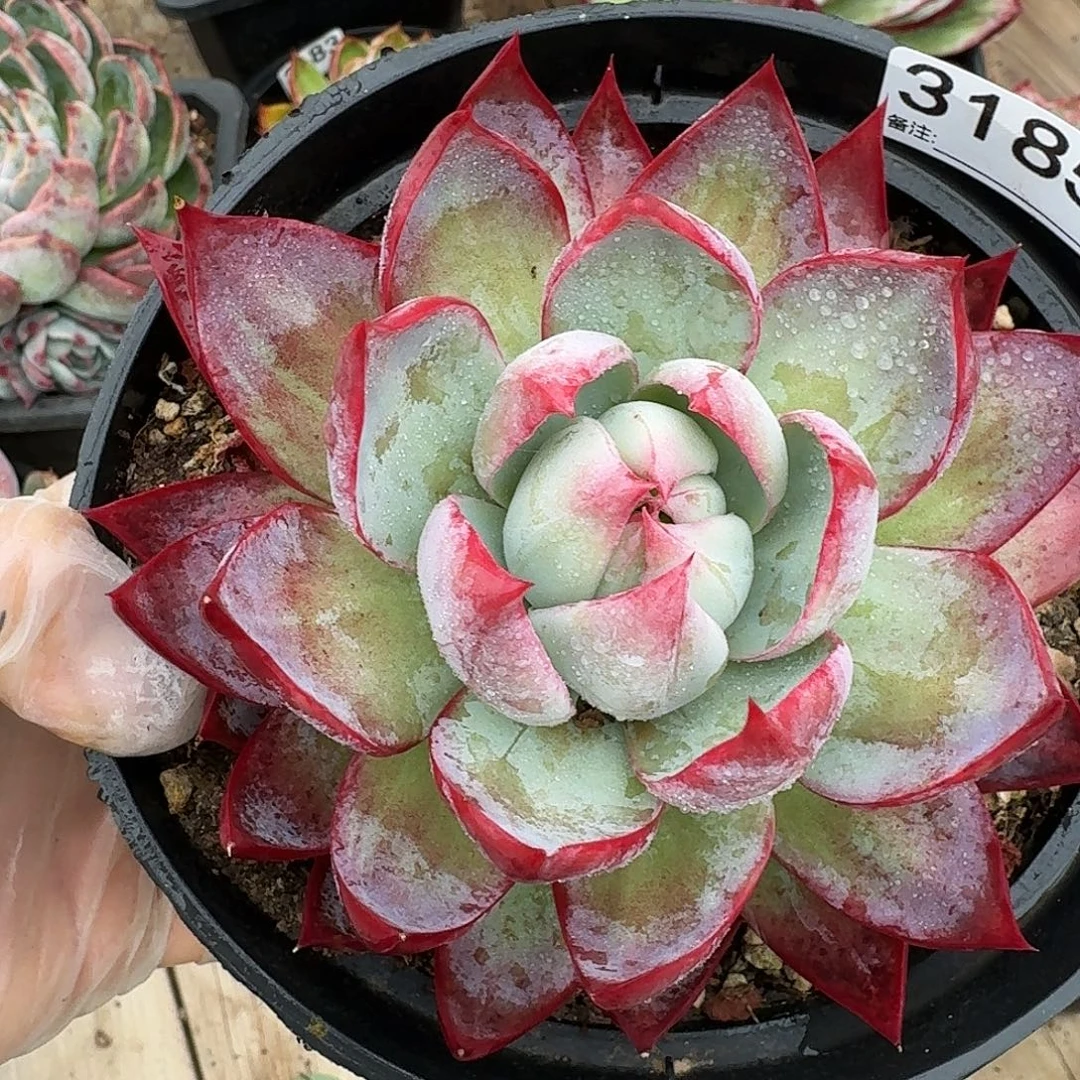 惊鸿仙子量拍 3185........