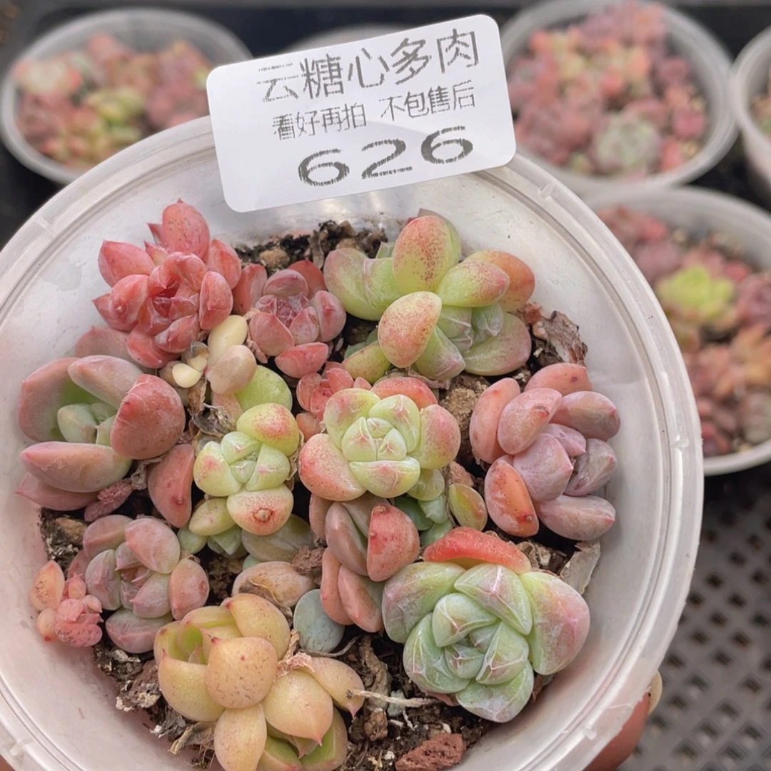 云糖心多肉植物626