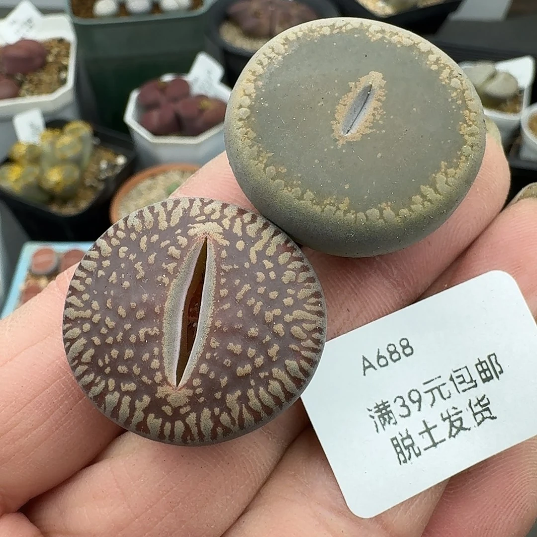 688多肉哈哈哈哈哈哈哈