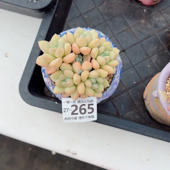泡泡糖多肉无盆土发货无盆