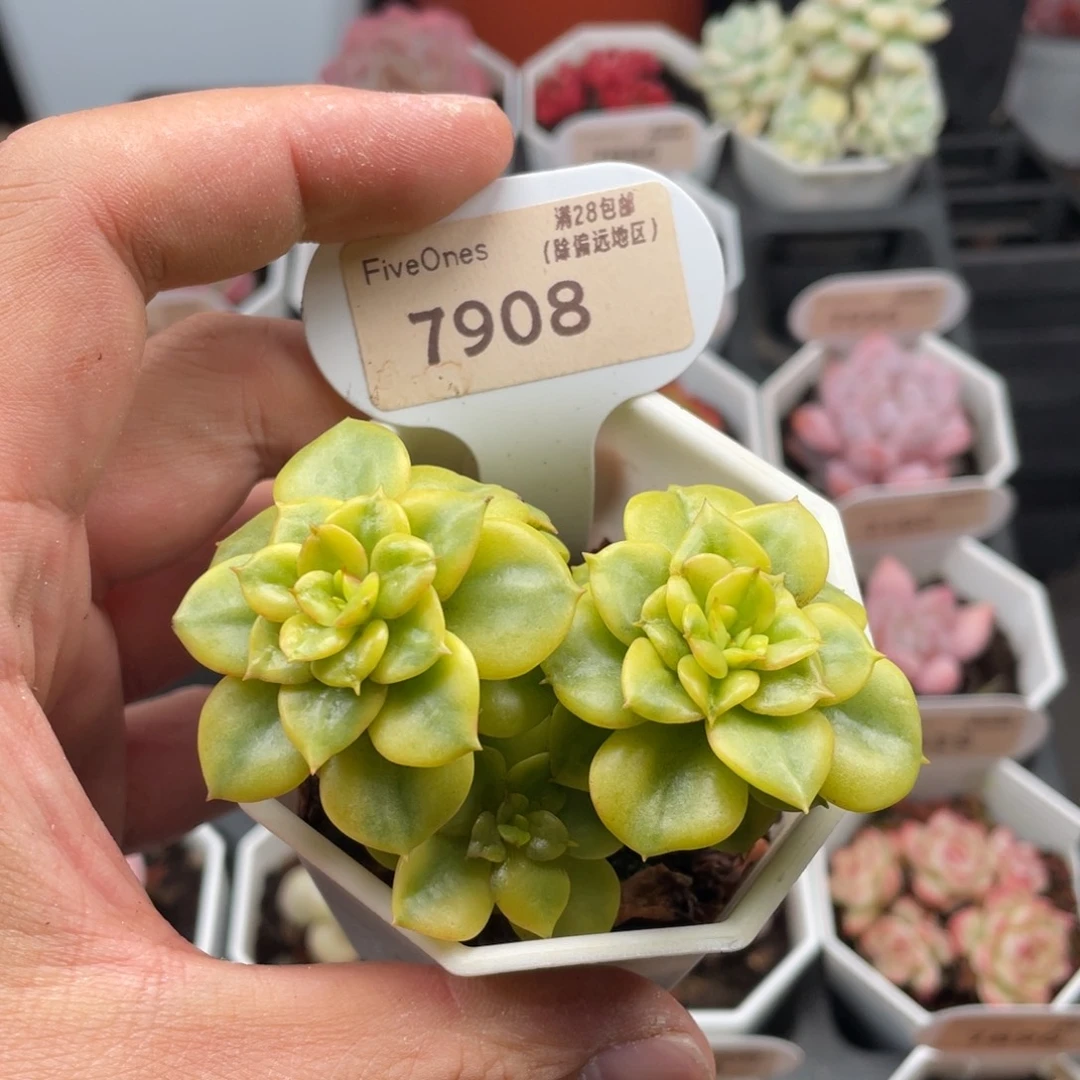 蜡牡丹锦7908-7.5厘米