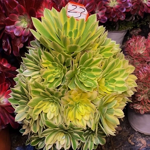 芳华老桩捧花法师23