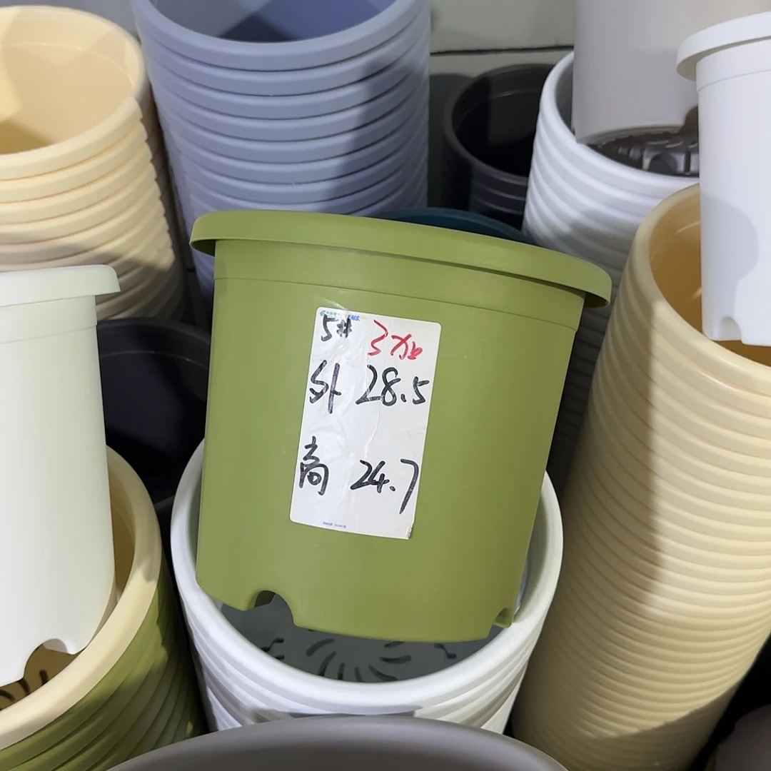 微瑕5号6个无托，果绿