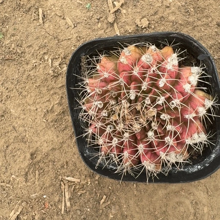 205翠晃冠脱土发货软瘦，20包邮