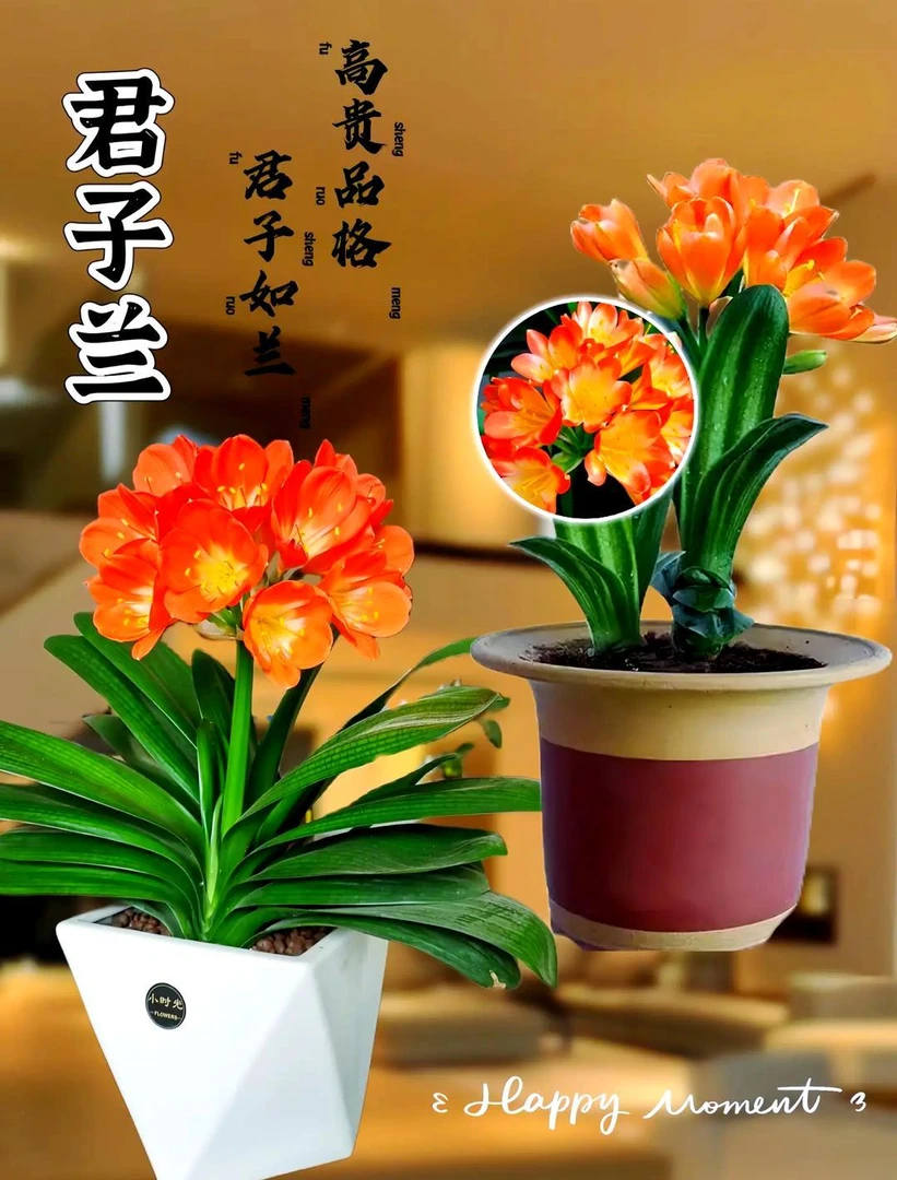 带花君子兰土球发货（微黄叶不售后图片仅供参考）